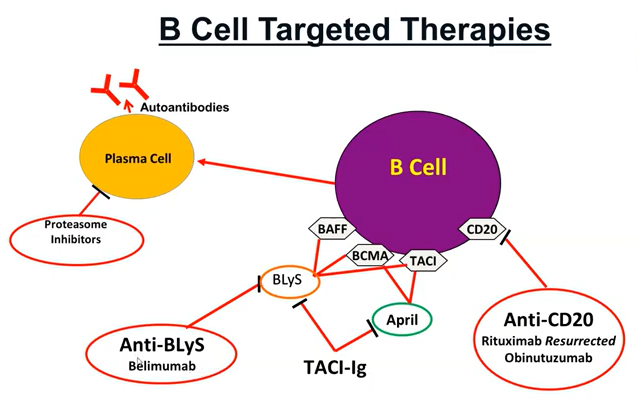 How to Target a B-cell, Brad Rovin @ Glomcon