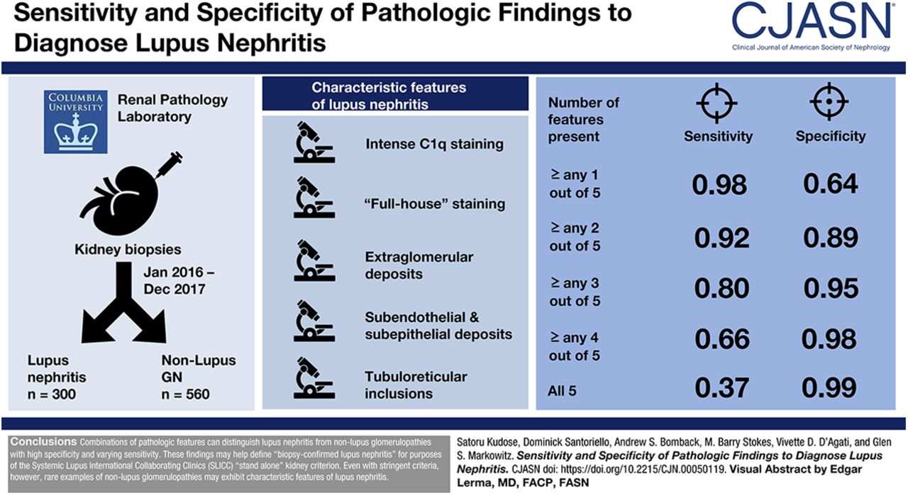 Path findings for lupus nephritis